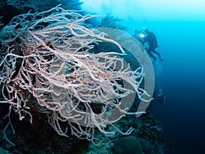 Dive photo in Tubbataha Palawan Philippines