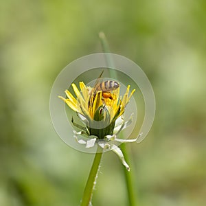 a bee dive into the pollen of the dandelion flower