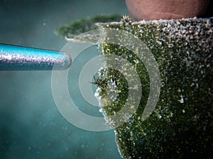 Divemaster pointing out tiny eyespot costasiella (Costasiella ocellifera) in the Carribbean Sea, Roatan, Bay