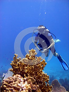 Diver admires fire coral.