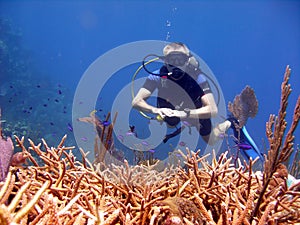 Diver admires stag horn coral.