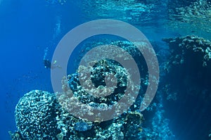 Diver along the reef, red Sea, south Sinai, Egypt