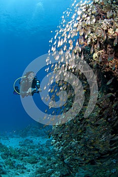 Diver along the reef, red Sea, south Sinai, Egypt