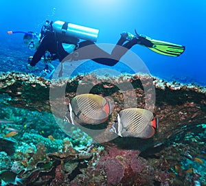 Diver and Angelfishes