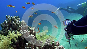 Diver with aqualung and camera swimming underwater near the coral reef. 4K