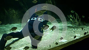 A diver-aquarist in a special suit with fins and an oxygen tank feeds fish in a large aquarium.