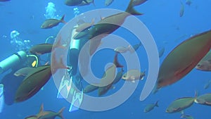 Diver on background of school of fish underwater in sea of Galapagos Islands.