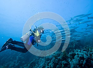 Diver and Barracuda