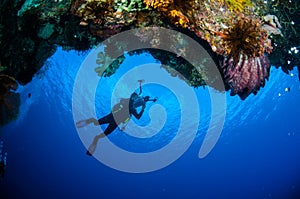 Diver, barrel sponge Xestospongia sp. in Banda, Indonesia underwater photo photo