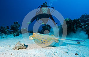Diver and Bluespotted stingray
