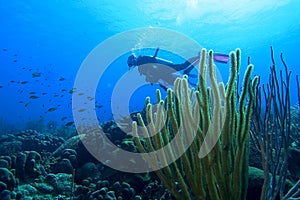 Diver, Bonaire