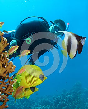 Diver and butterflyfishes photo