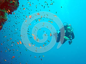 Diver and coral