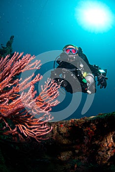 Diver and coral