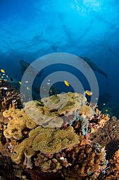 Diver and coral Indonesia Sulawesi photo