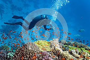 Diver on the coral reef