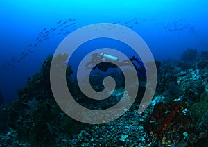 Diver on coral reef