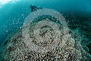 Diver, coral reef in Ambon, Maluku, Indonesia underwater photo