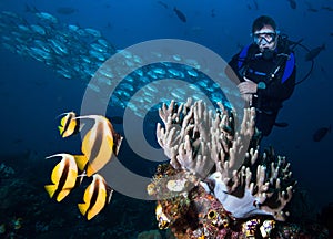 Diver, coral reef and fishes.