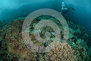 Diver, coral reef, mushroom leather coral in Ambon, Maluku, Indonesia underwater photo