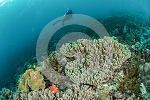 Diver, coral reef, mushroom leather coral in Ambon, Maluku, Indonesia underwater photo
