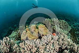 Diver, coral reef, mushroom leather coral in Ambon, Maluku, Indonesia underwater photo