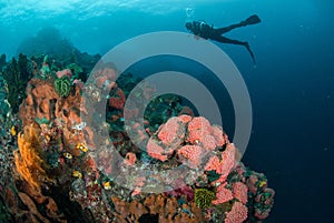 Diver, coral reef, sponge, sea fan in Ambon, Maluku, Indonesia underwater photo