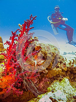 Diver at the corals