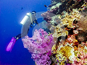 Diver at the corals