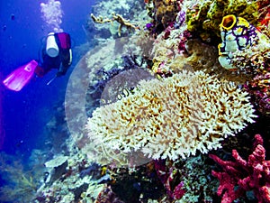 Diver at the corals