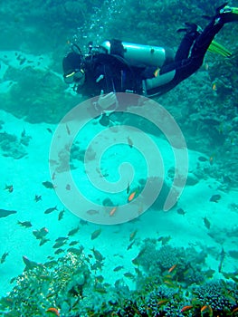 Diver with corals and fish