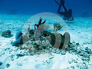 Diver in Cozumel