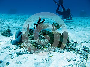 Diver in Cozumel photo