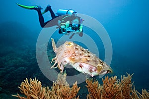 Diver and cuttlefish photo