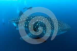 A diver swims alongside a huge female whale shark, Galapagos Islands