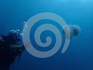A diver encounters massive jellyfish during the safety stop surface.