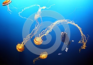 A Diver Encounters Purple-Striped Jellyfish in Monterey Bay, California