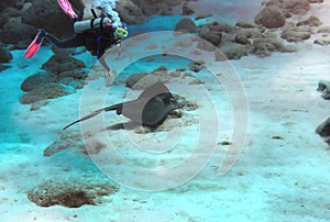 A Diver Encounters a Southern Stingray off St. Vincent Island