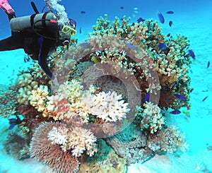 A Diver Enjoys a Colorful Coral Formation near Arno Atoll, Marshall Islands