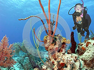 A Diver Enjoys a Colorful Coral Reef in the Bahamas photo