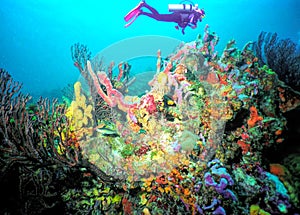 A Diver Enjoys the Colorful Reef Life off the Island of Tobago photo