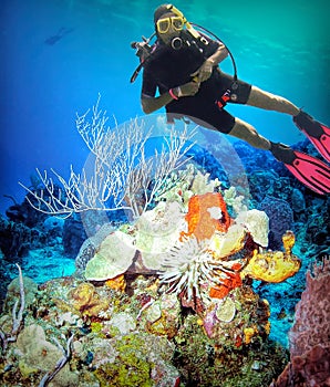 A Diver Enjoys a Lush Coral Reef off Cozumel, Mexico photo