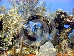 Diver enjoys a sunny dive