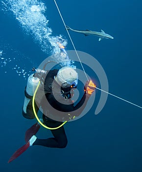 Diver Escort - Remora photo