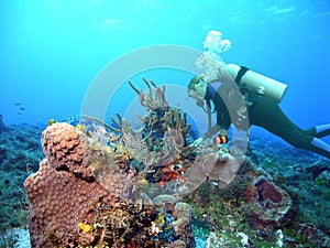 A Diver Examines a Colorful Coral Reef in Mexico`s Caribbean Sea