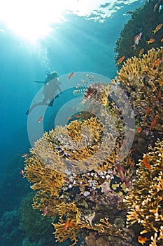 Diver exploring a coral reef