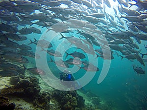 Diver facing a big shoal of fish