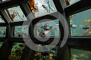 Diver is feeding fishes in Seattle aquarium