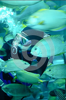 A diver feeding tropical fish in a caisson
