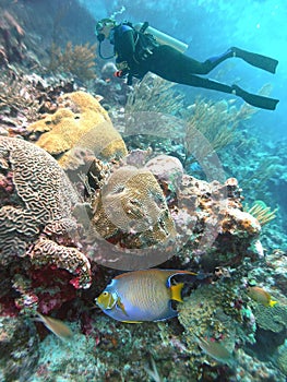 A Diver Fins Near Multi-colored Brain Corals off the Coast of Bonaire